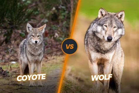why are wolves similar to coyotes